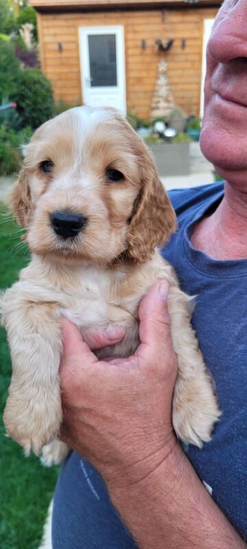 Julie kay - Private Seller on Cocker Spaniel Owners - Image 2