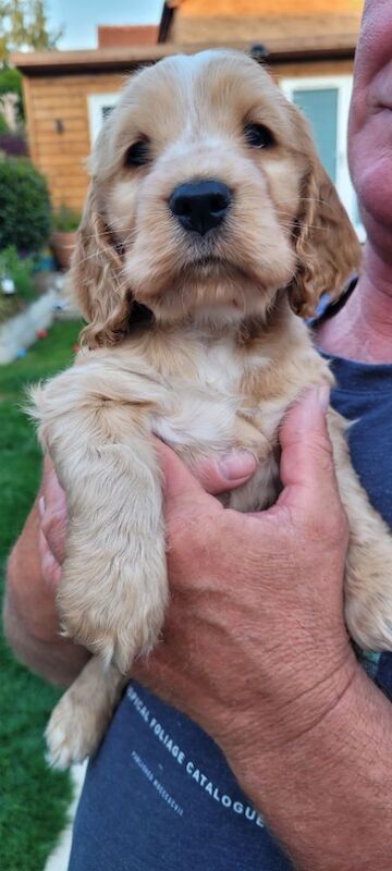 Julie kay - Private Seller on Cocker Spaniel Owners - Image 3
