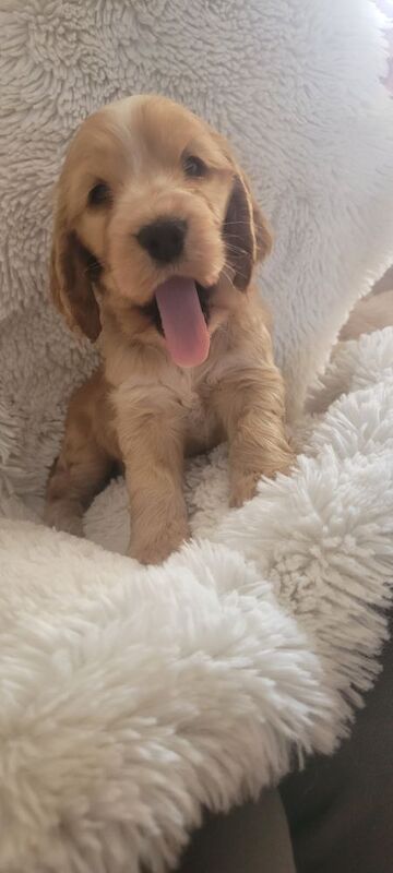 Julie kay - Private Seller on Cocker Spaniel Owners - Image 4