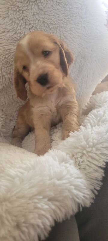 Julie kay - Private Seller on Cocker Spaniel Owners - Image 5