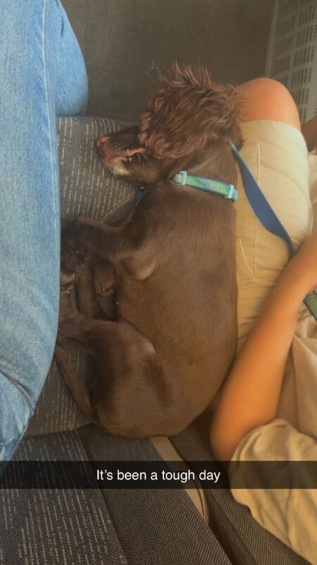 lexii welsby - Private Seller - Image 1