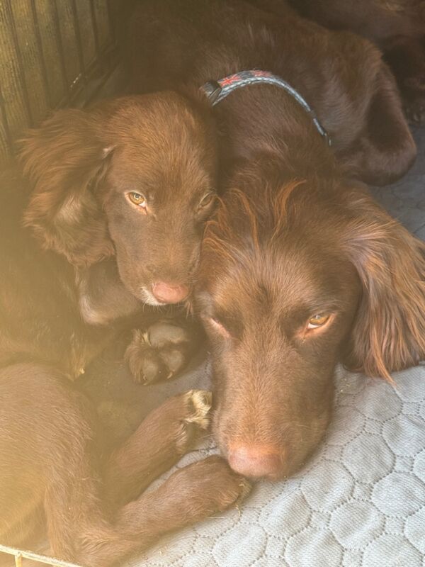 lexii welsby - Private Seller on Cocker Spaniel Owners - Image 2