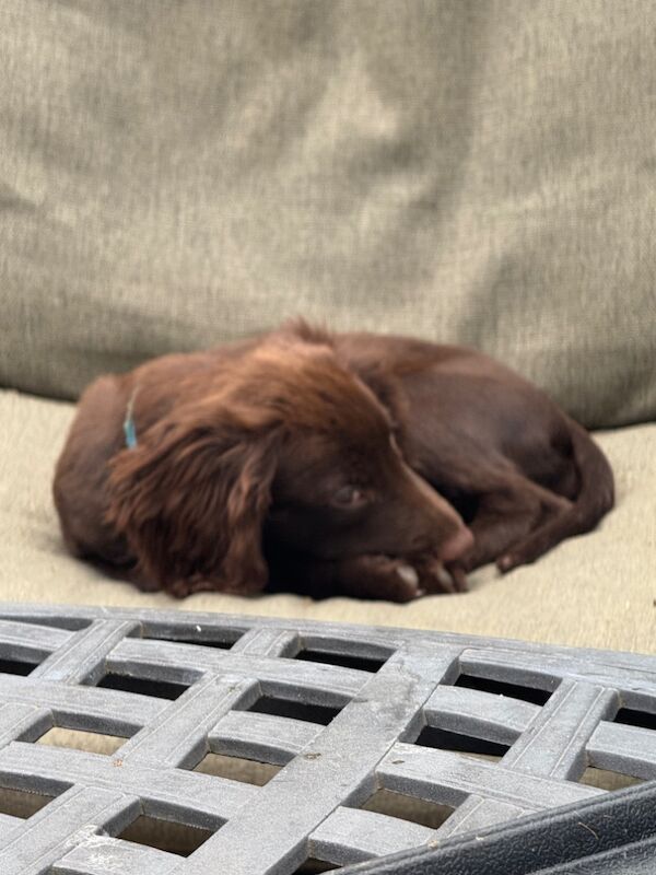 lexii welsby - Private Seller on Cocker Spaniel Owners - Image 3