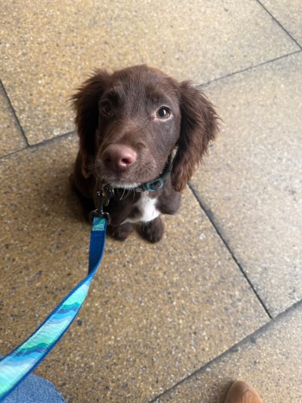 lexii welsby - Private Seller on Cocker Spaniel Owners - Image 4