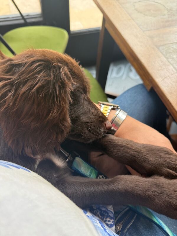 lexii welsby - Private Seller on Cocker Spaniel Owners - Image 5