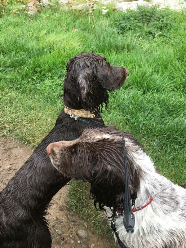 Nick - Private Seller on Cocker Spaniel Owners - Image 1