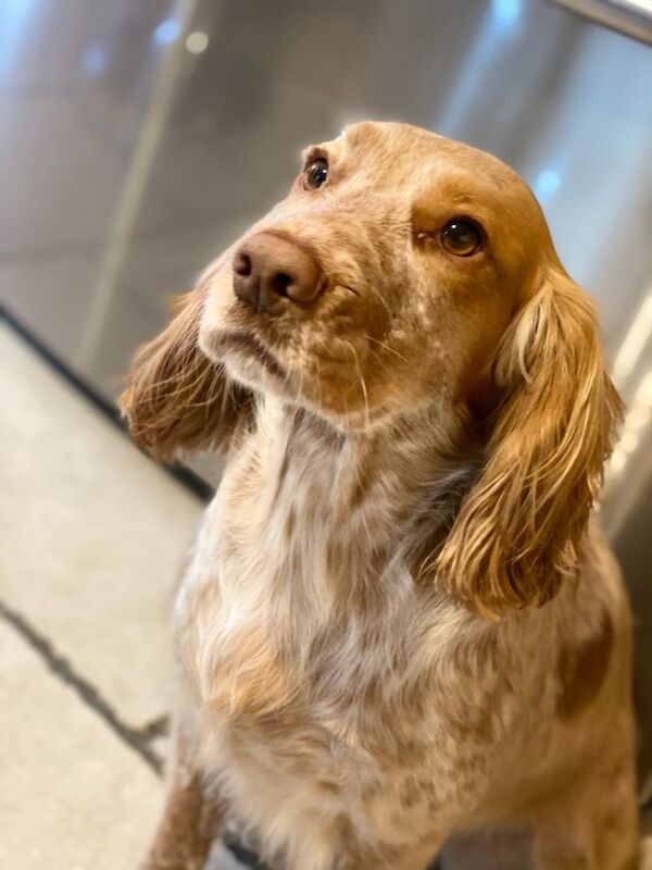Nick - Private Seller on Cocker Spaniel Owners - Image 2