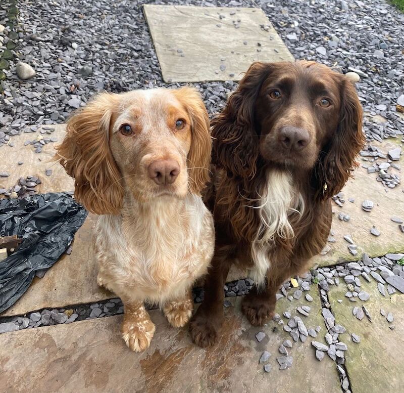 Nick - Private Seller on Cocker Spaniel Owners - Image 3