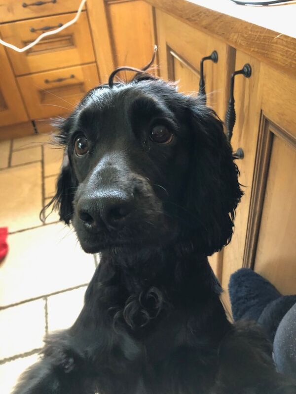 Nick - Private Seller on Cocker Spaniel Owners - Image 4