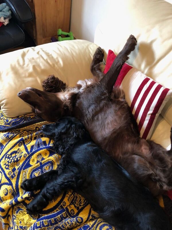 Nick - Private Seller on Cocker Spaniel Owners - Image 5